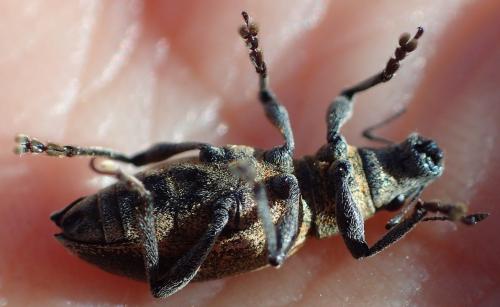 Brachyderes lusitanicus